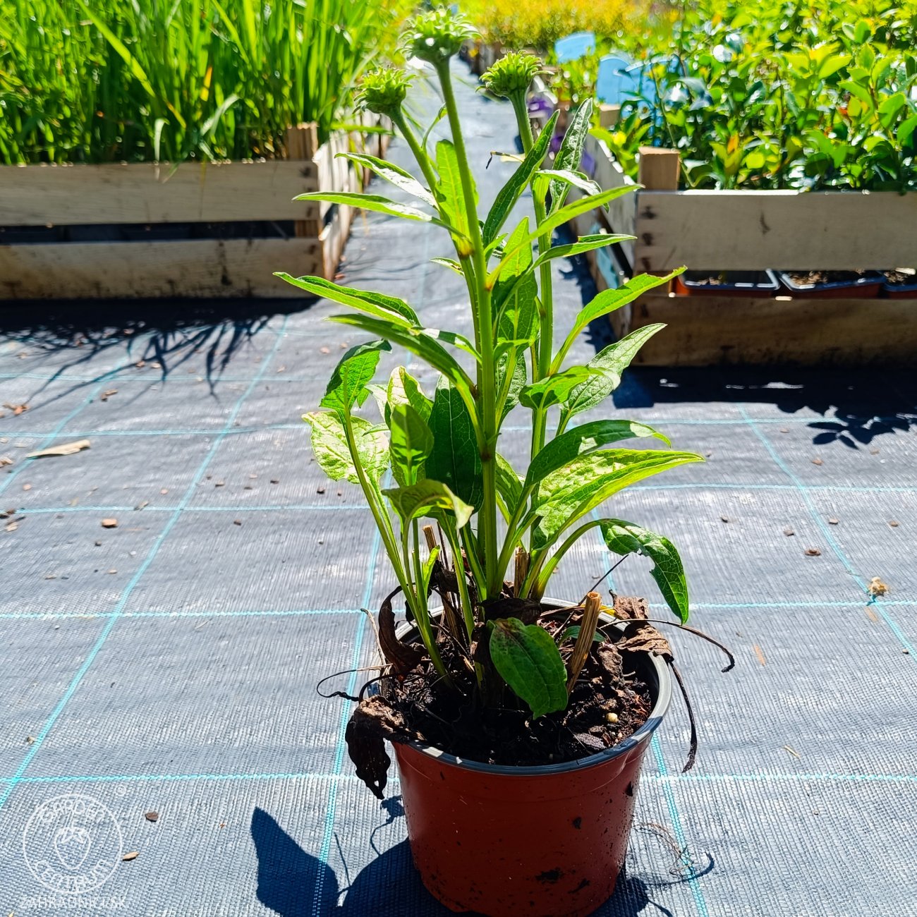 Obrázok Echinacea purpurová (Echinacea purpurea) ´LAKOTA ORANGE´® - kont. C1,5L